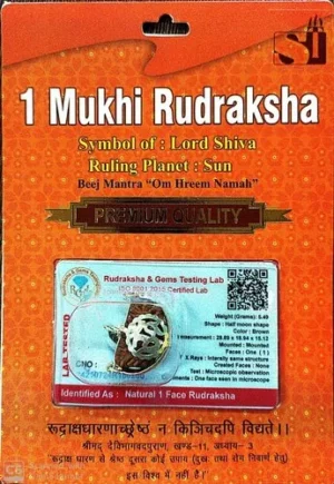 1 Mukhi Rudraksha