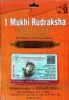 1 Mukhi Rudraksha