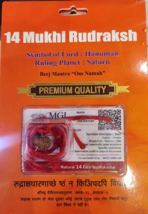 14 MUKHI RUDRAKSHA